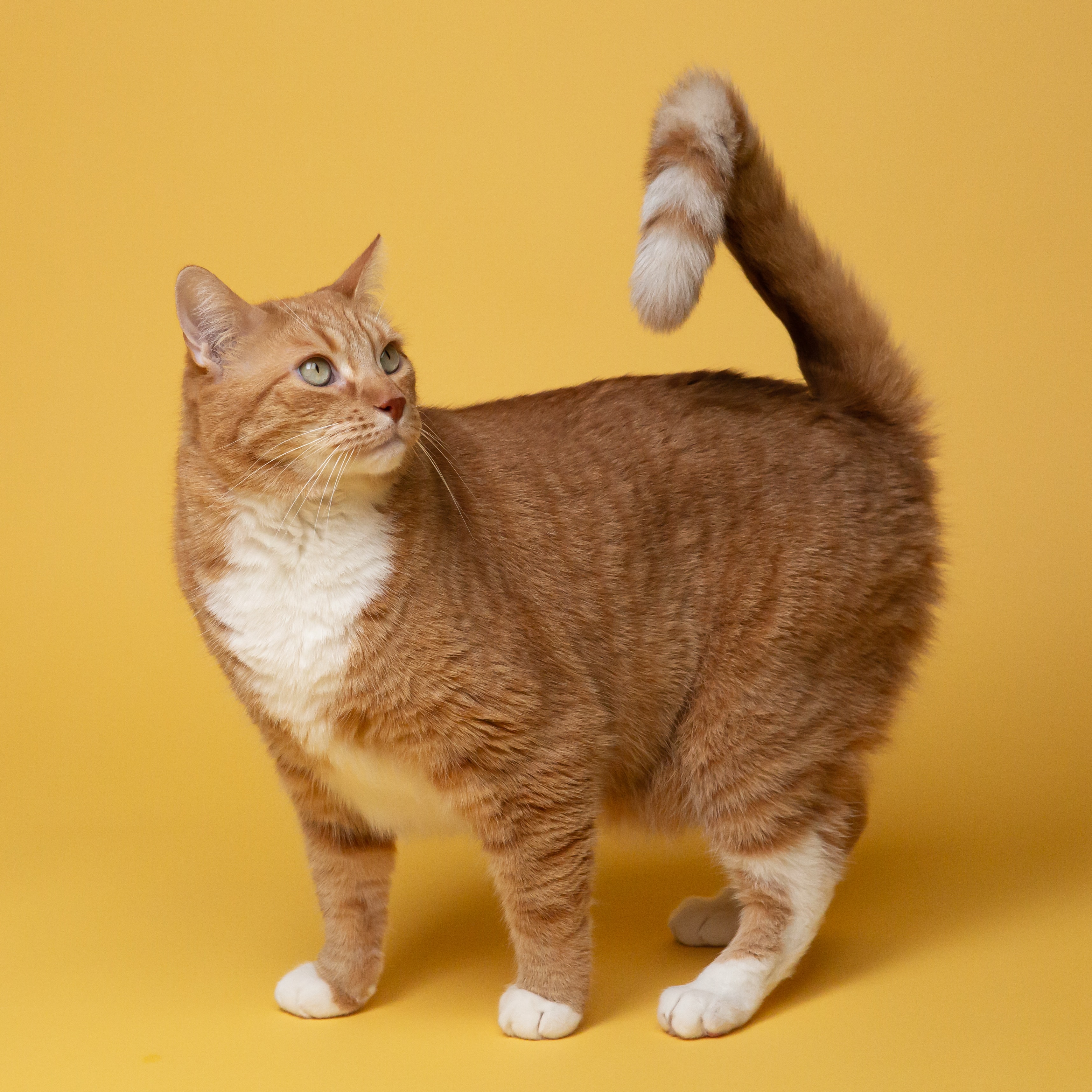 Top 5 Tips for a Stress-Free Boarding Experience for Your Purrfect Cat