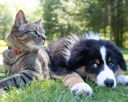 Choosing a boarding kennels or cattery for your pet