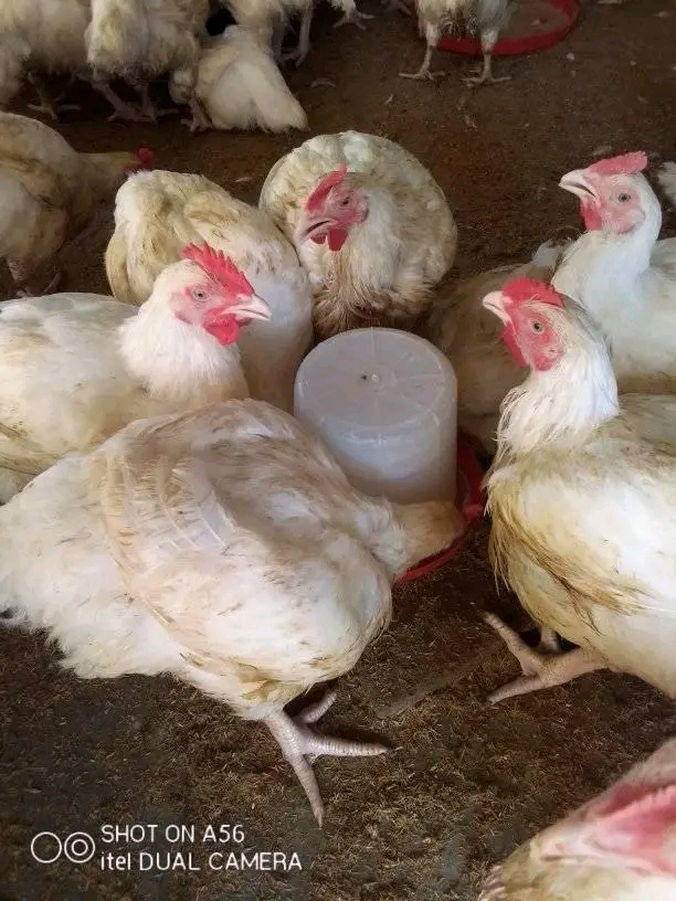 Best place in Uyo to live 