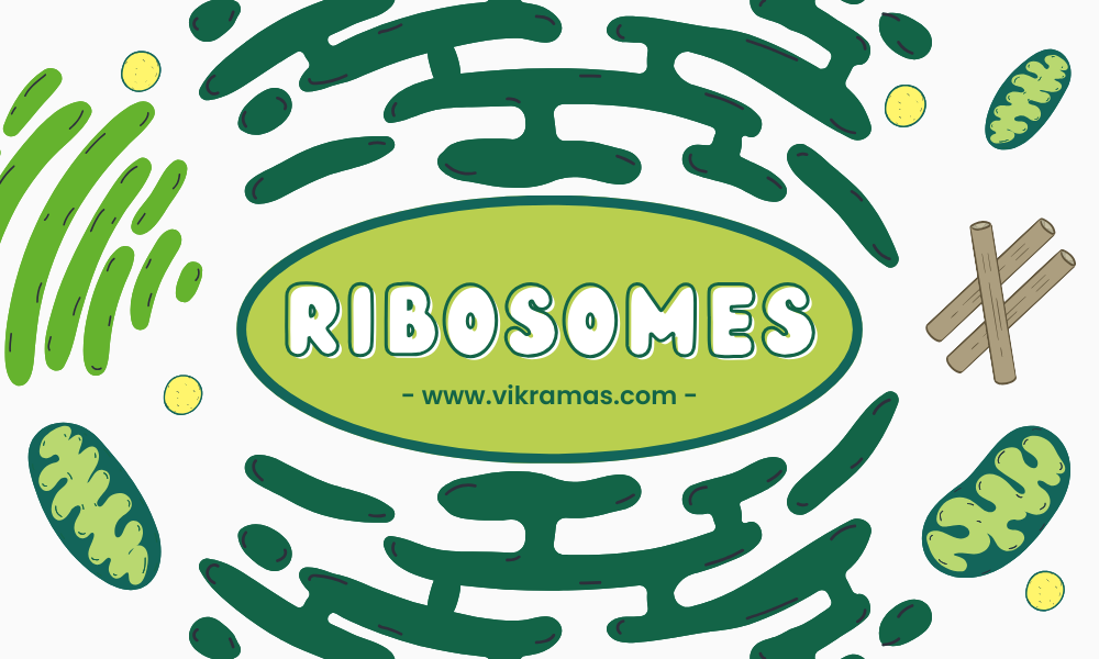 What Are Ribosomes? - Definition, Structure, and Functions