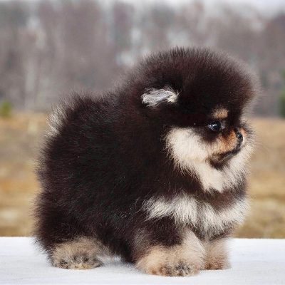 Pomeranian puppies for adoption