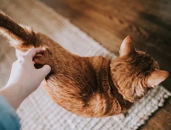 Veterinary acupuncture service