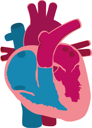 Hypertrophic Cardiomyopathy (HCM) Treatment Market Size & Trends Analysis 2024-32