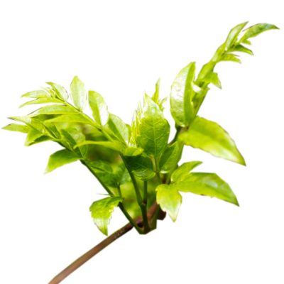 Black Ginger Extract Supplier Brings the All Natural Extracts!