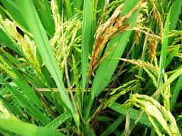 Agricultural Bactericides Market Size and Share till 2030"