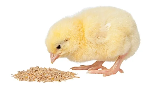  Poultry Feed Market Size, Growth Trends, and Forecast (2024-2030)
