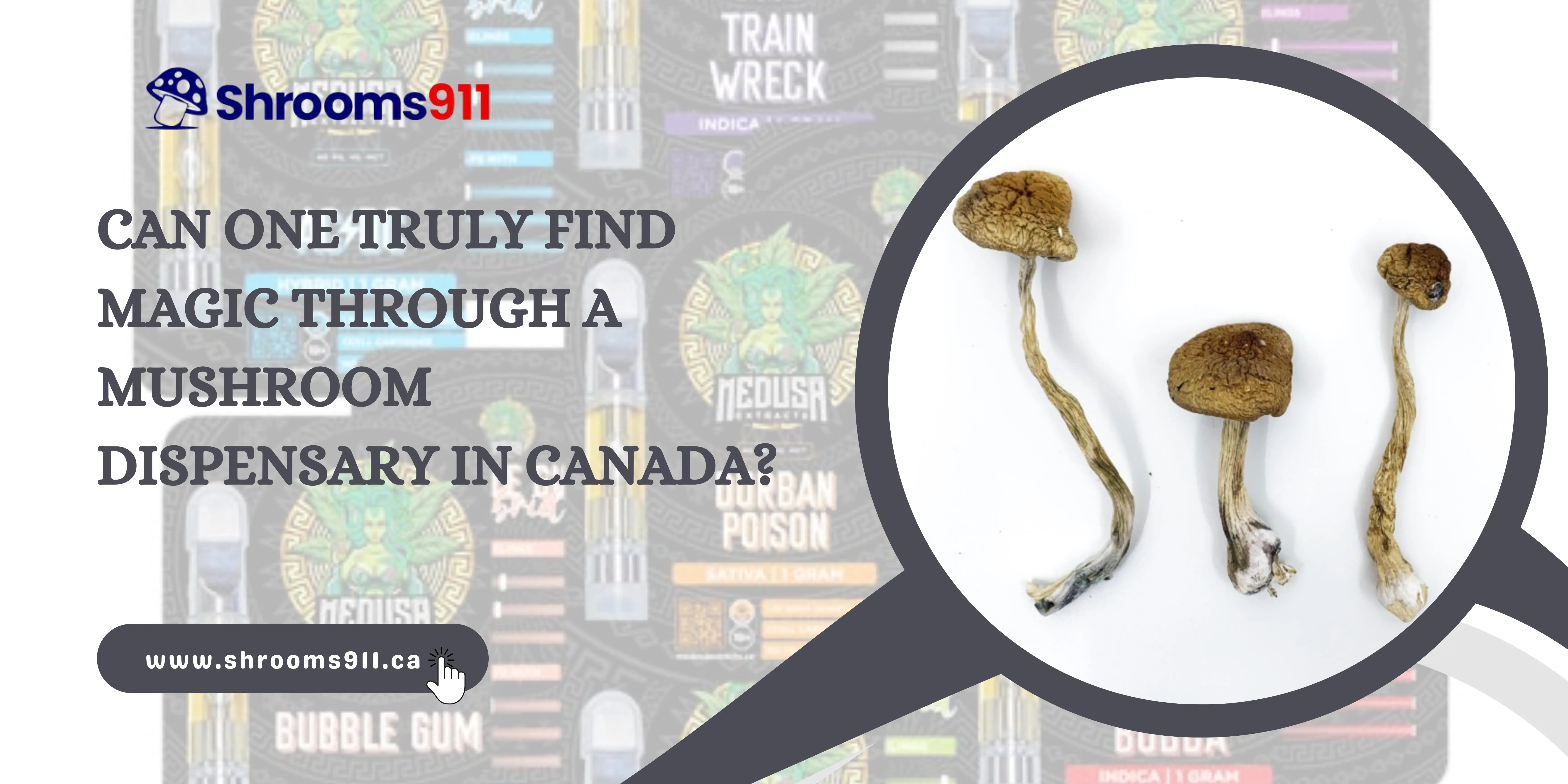 Can One Truly Find Magic through a Mushroom Dispensary in Canada?