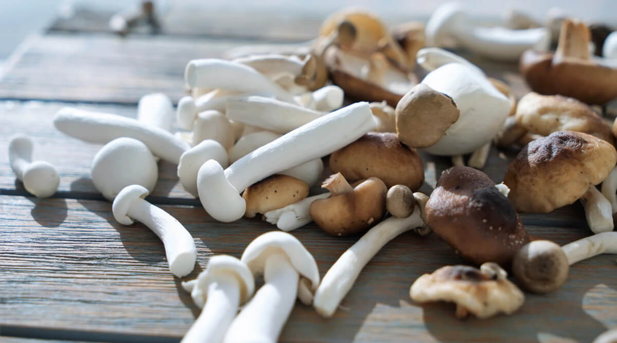 Choose The Best Mushroom Supplements By Their Benefits In 2024