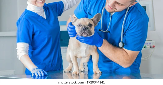 Veterinary Vaccine Market Size, Share Analysis, Key Companies, and Forecast To 2030	