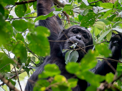 Uganda Safari Tours with Ameera Africa Safaris