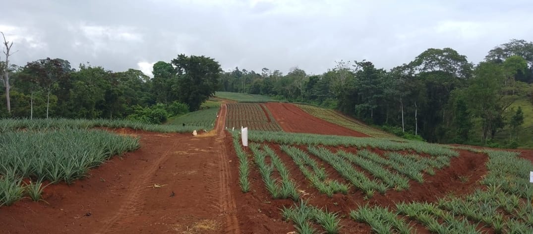 Can Americans Buy Land in Costa Rica? Everything You Need to Know