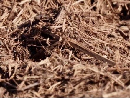 Cedar mulch