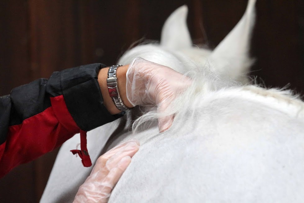 Equine Therapy: A Rewarding Career Path in Healing with Horses