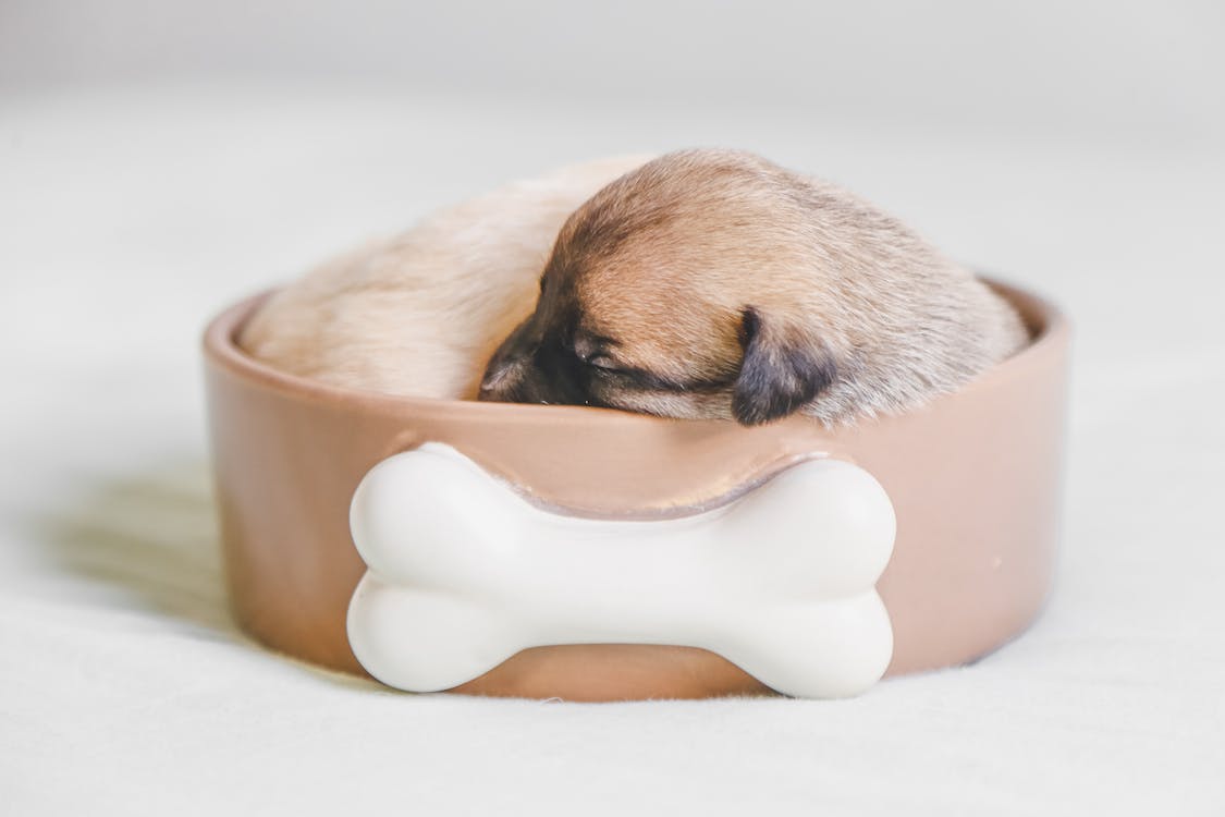 Exploring the Best Pet Options for Busy Students and Creative Techniques to Give Them Unique Names – 2024 