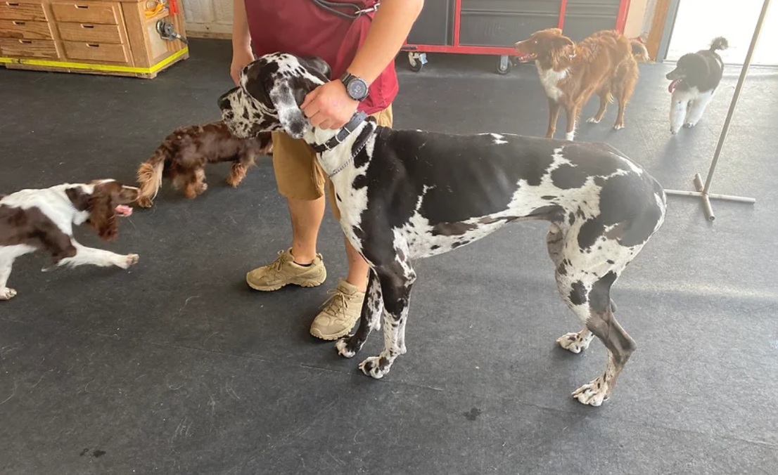 Choosing the Right Dog Training Program: What to Look For