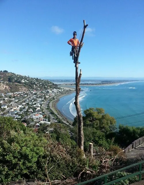 How Professional Stump Removal Can Improve Your Rangiora Landscape