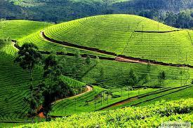 Exploring the Natural Beauty of Ooty: A Guide for Nature Lovers