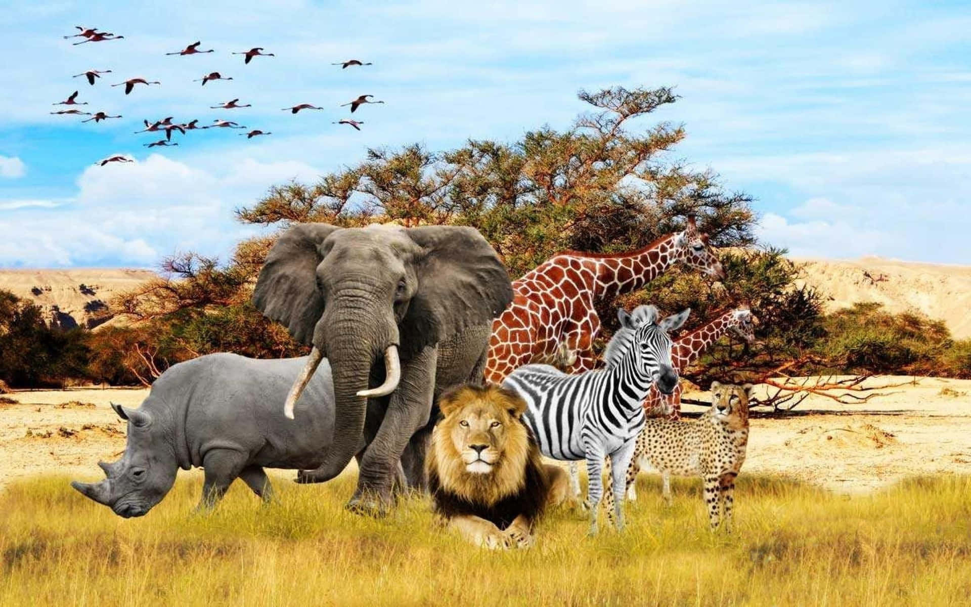Middle East And Africa Animal Healthcare Market is Anticipated to Witness High Growth Owing to Rising Pet Adoption 