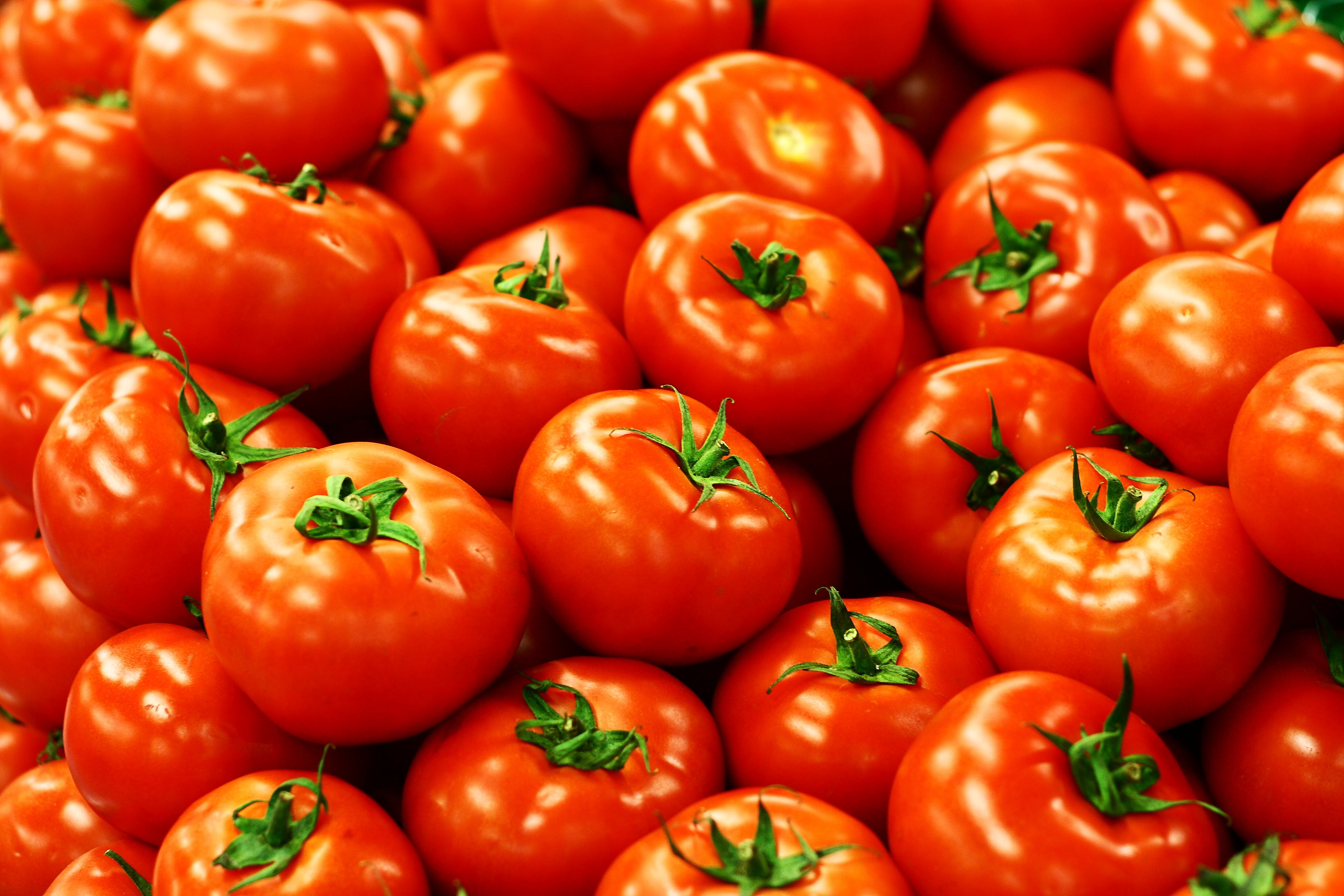 Amazing Tips For Growing Best Tomatoes - John Deschauer