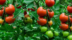 Tomato Benefits by John Deschauer