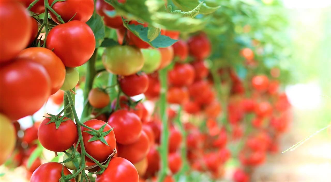 Tomato Greenhouse in Canada | John Deschauer