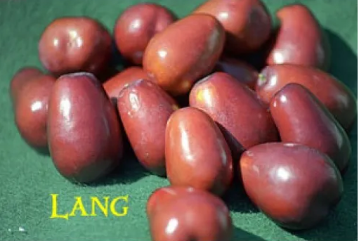 Exquisite Jujube Trees for Sale at Paradise Nursery - Best Selection of Fruit Trees