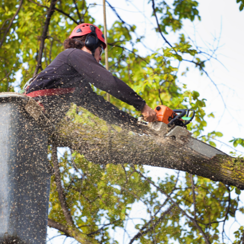 Best Tree Removal Service in Adelaide
