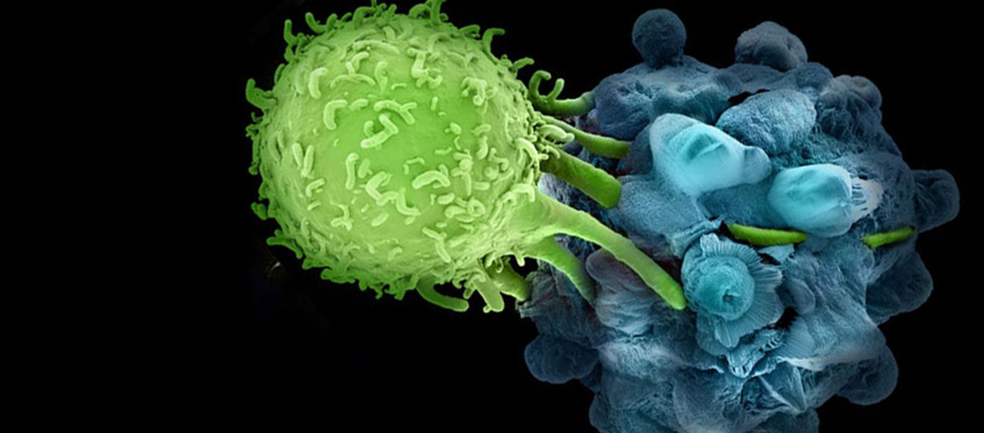 The Global Cancer Immunotherapy Market Growth Accelerated By Adoption In Therapeutics 