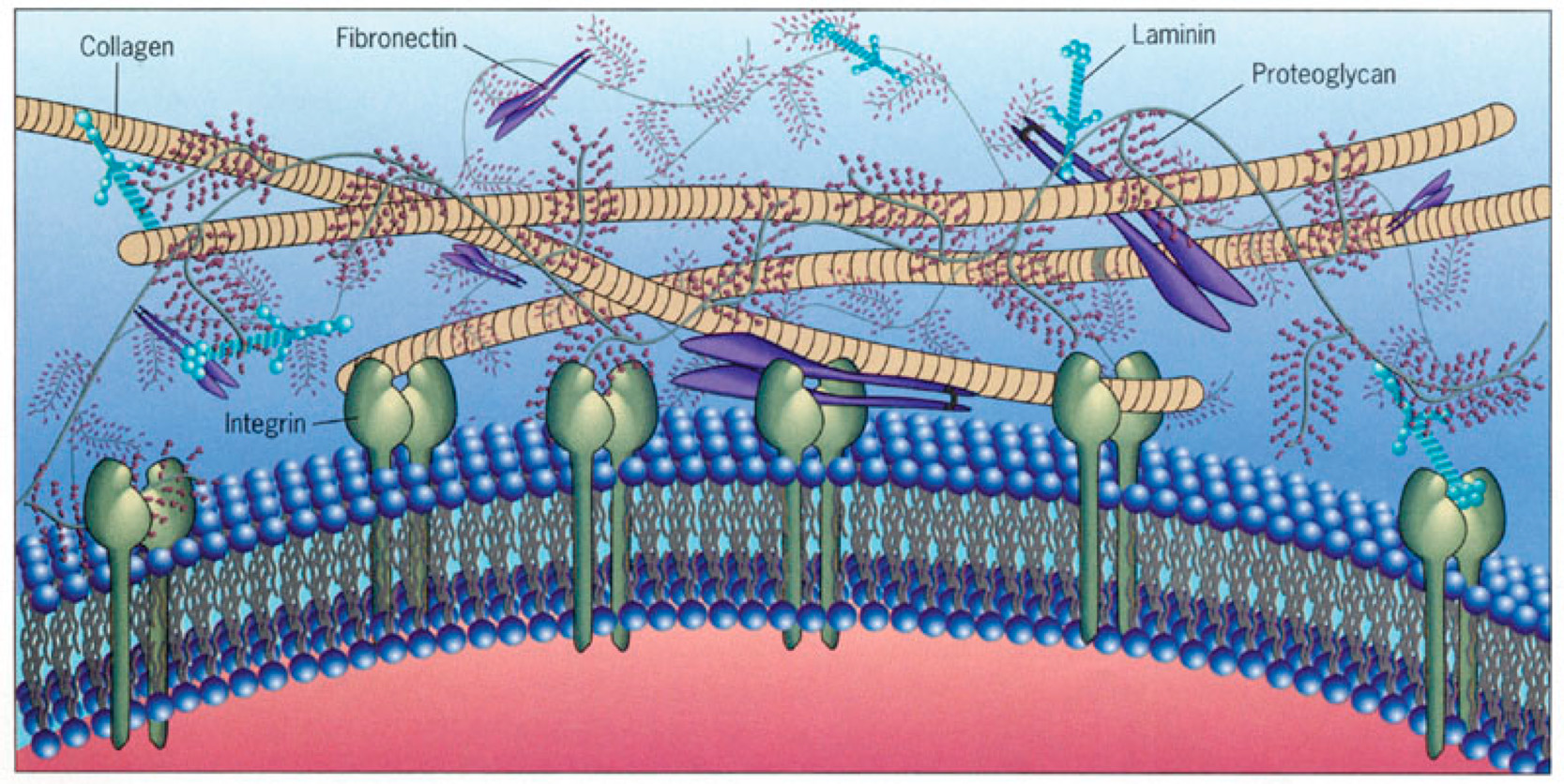 The Global Extracellular Matrix Market Growth Accelerated By Rising Incidences Of Chronic Wounds