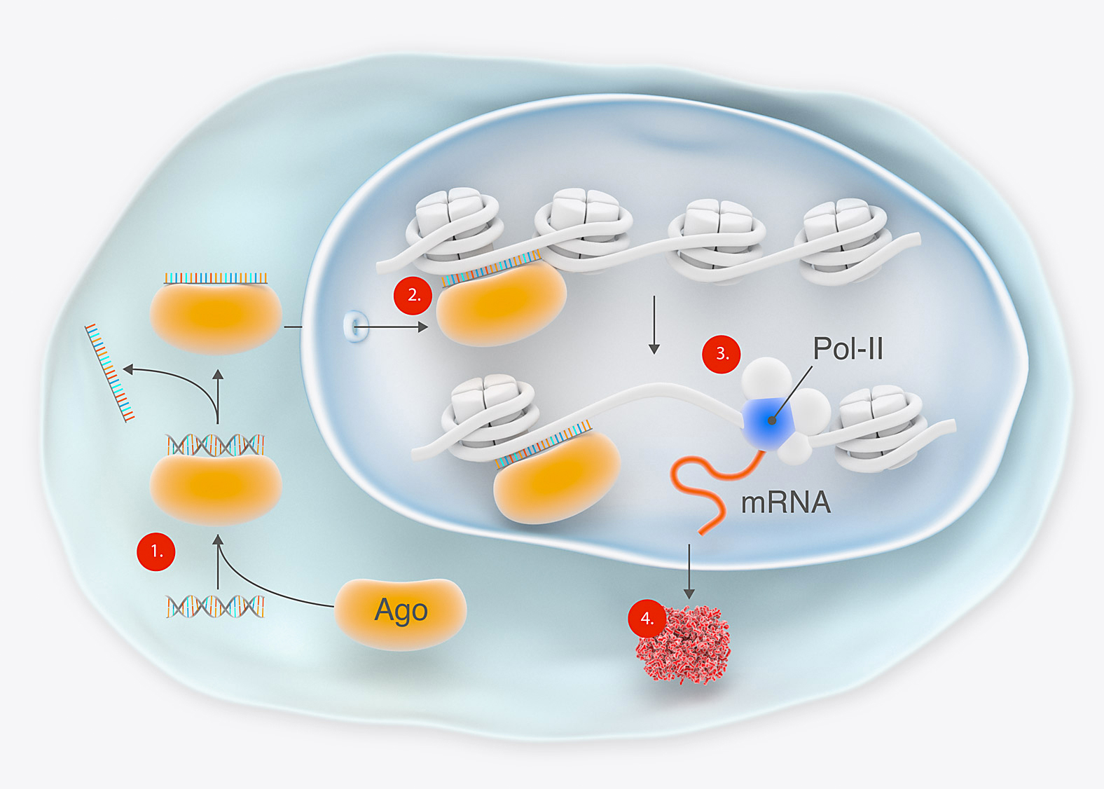 Antisense & Rnai Therapeutics Market Growth Accelerated By Increased Adoption Of Personalized Medicine