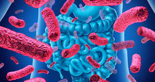 Probiotic Strains Market Size, In-depth Analysis Report and Global Forecast to 2032