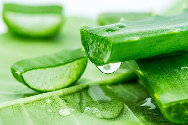 Global Aloe Vera Products Market Size, Share, Growth & Analysis 2031