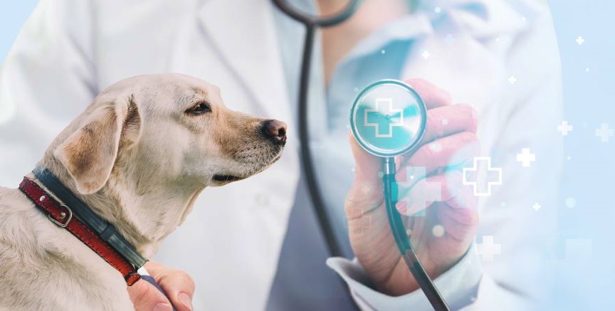 United States Veterinary Diagnostics Market Share, Growth Report 2031