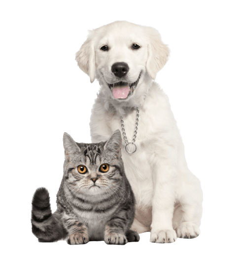 The Evolution of Pet Grooming: A Comprehensive Guide for Pet Owners