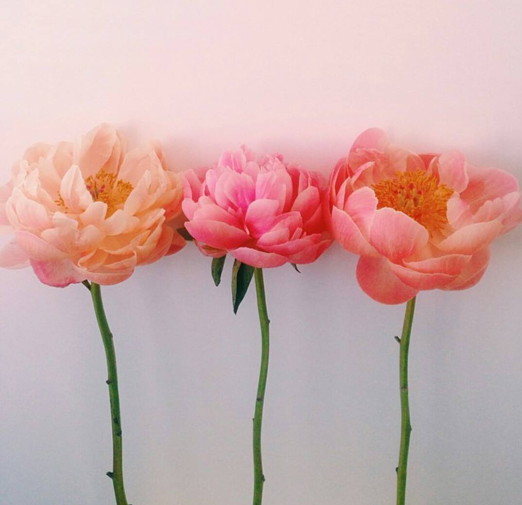 Blossoms at Your Doorstep: The Flower Run's Same Day Flower Delivery Near Me in Perth