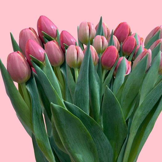 Blooms of Romance: Roses Delivery in Perth with The Flower Run