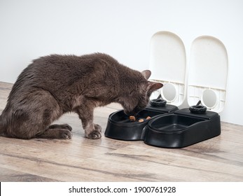 Save Time and Money with an Automatic Cat Feeder