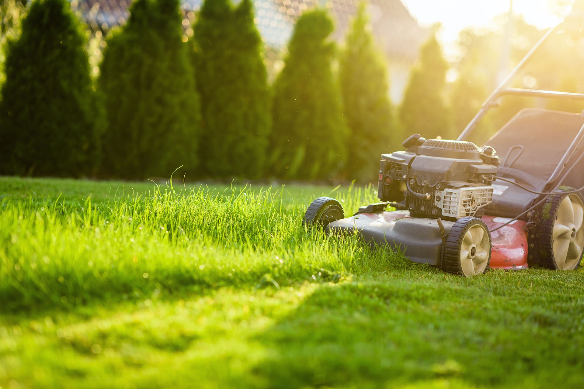 How To Choose the Right Garden Services for Your Needs?