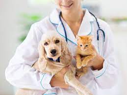 Factors to Consider When Choosing Dog Life Insurance