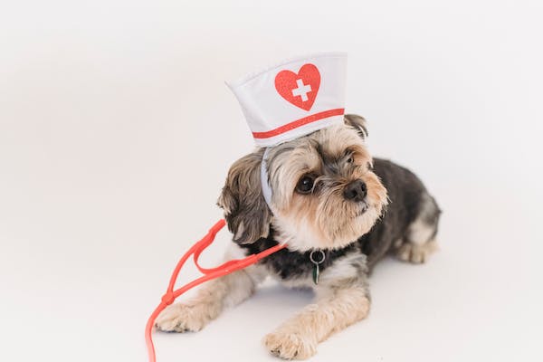 Companion Animal Veterinary Vaccines Global Market Report - By Size, Share, Technological Advancement, Competitive Landscape Forecast To 2033