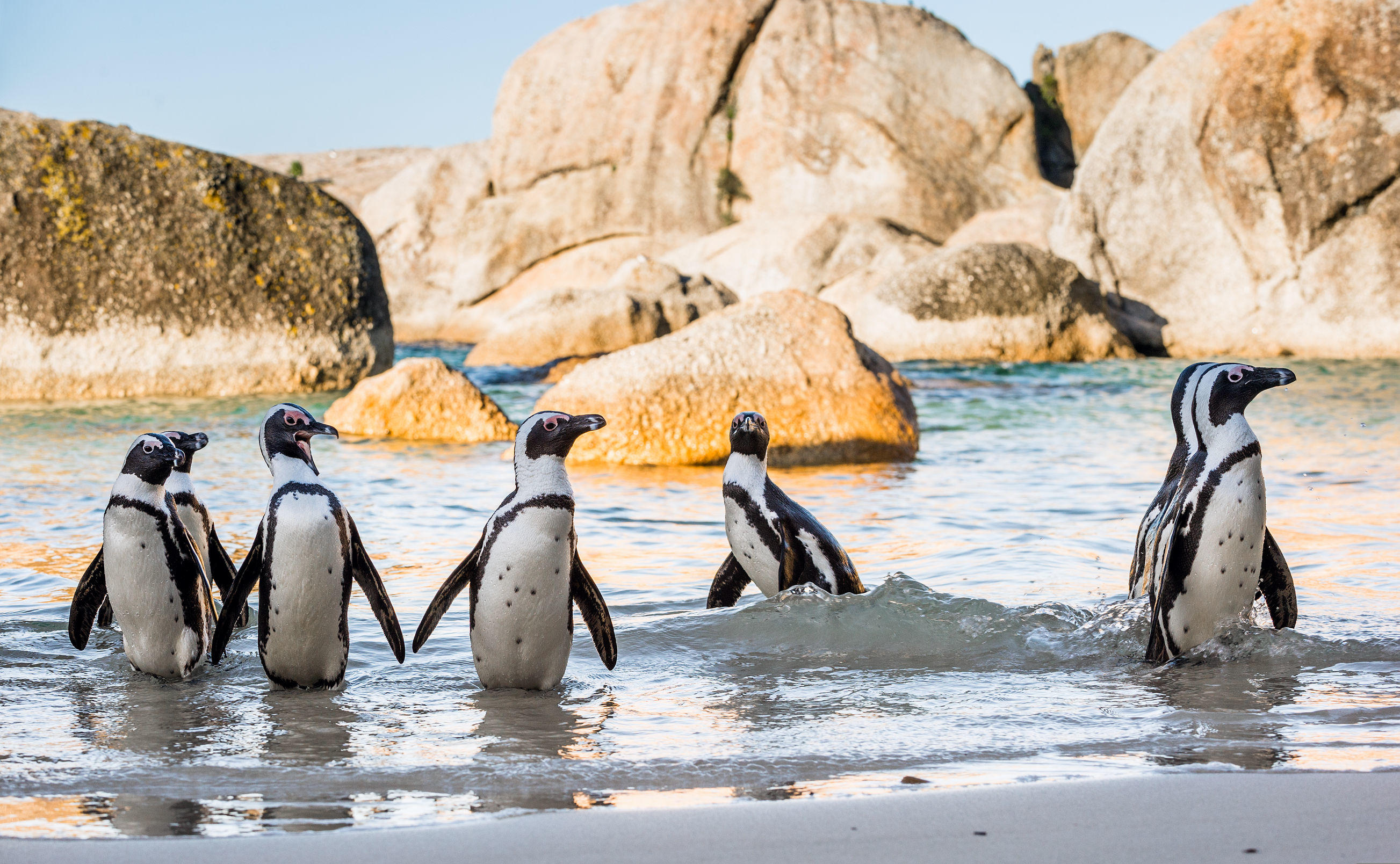 How to Enjoy the Penguins Tour in Cape Town?