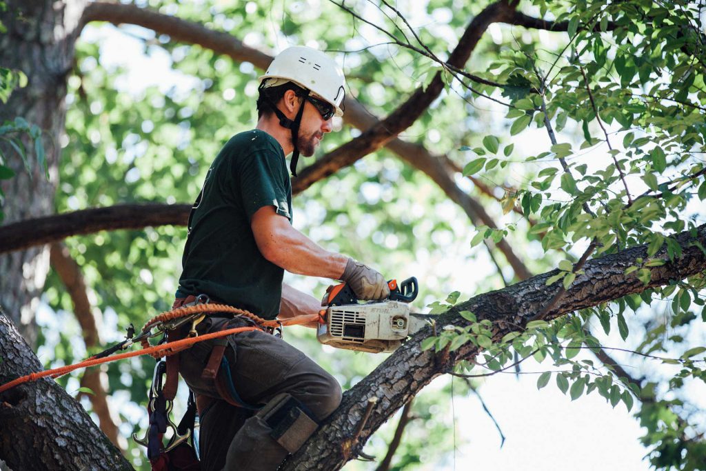 Transform Your Landscape: Benefits of Professional Tree Services