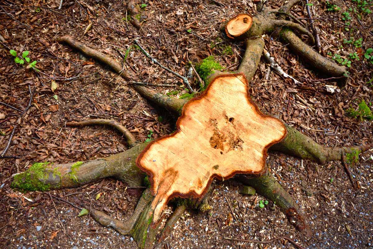 Getting to the Root of the Matter: Exploring Stump Removal Methods