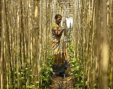 The Barai Caste: A Comprehensive Overview