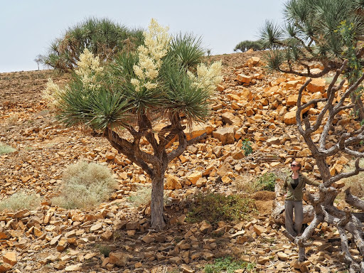 Ethiopian Adventures