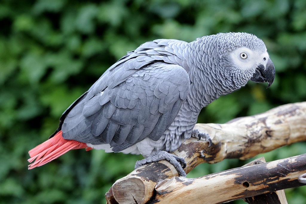 Why does my African Grey parrot bite and how to properly handle this behavior?