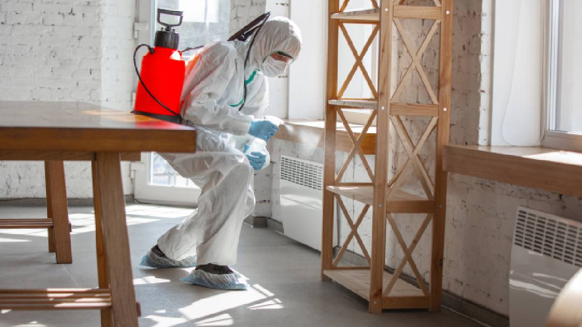 Affordable Bed Bug Solutions Navigating Exterminator Cost Factors