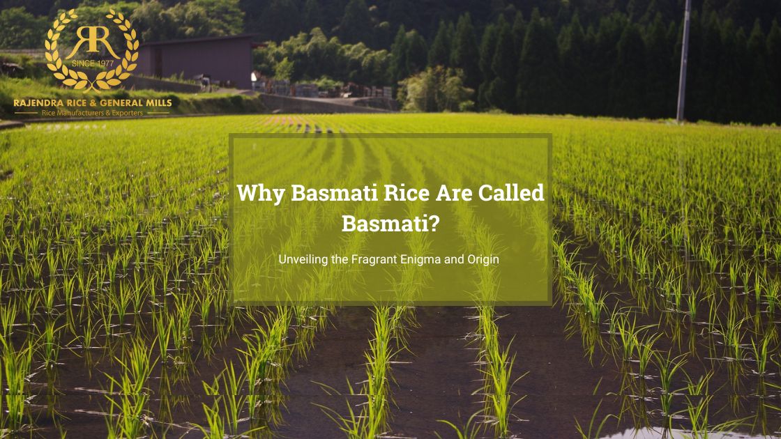 Why Basmati Rice Are Called Basmati? Unveiling the Fragrant Enigma and Origin