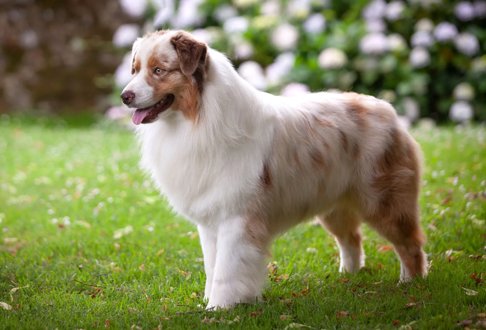 Australian Shepherd Adoption: Finding Your Perfect Furry Companion