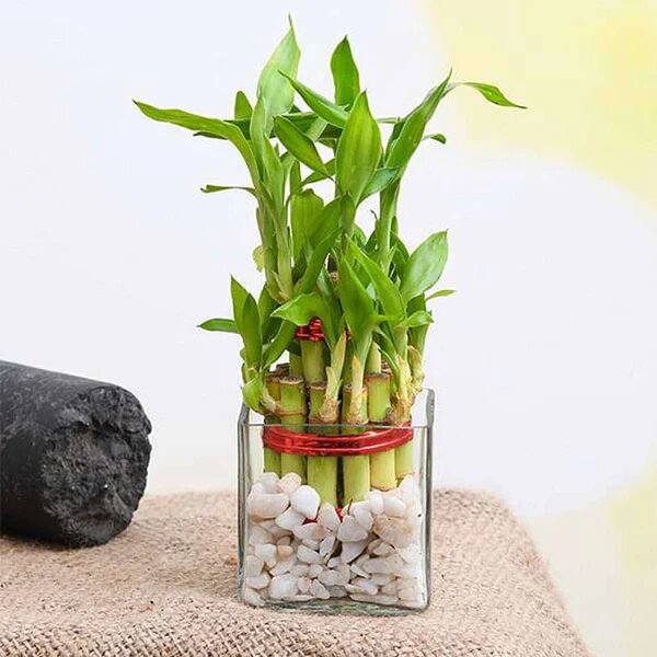 Two Layer Lucky Bamboo Plant